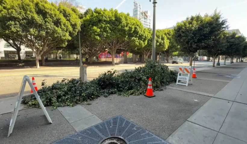 Who Chopped Down Dozens of Trees in Downtown Los Angeles?