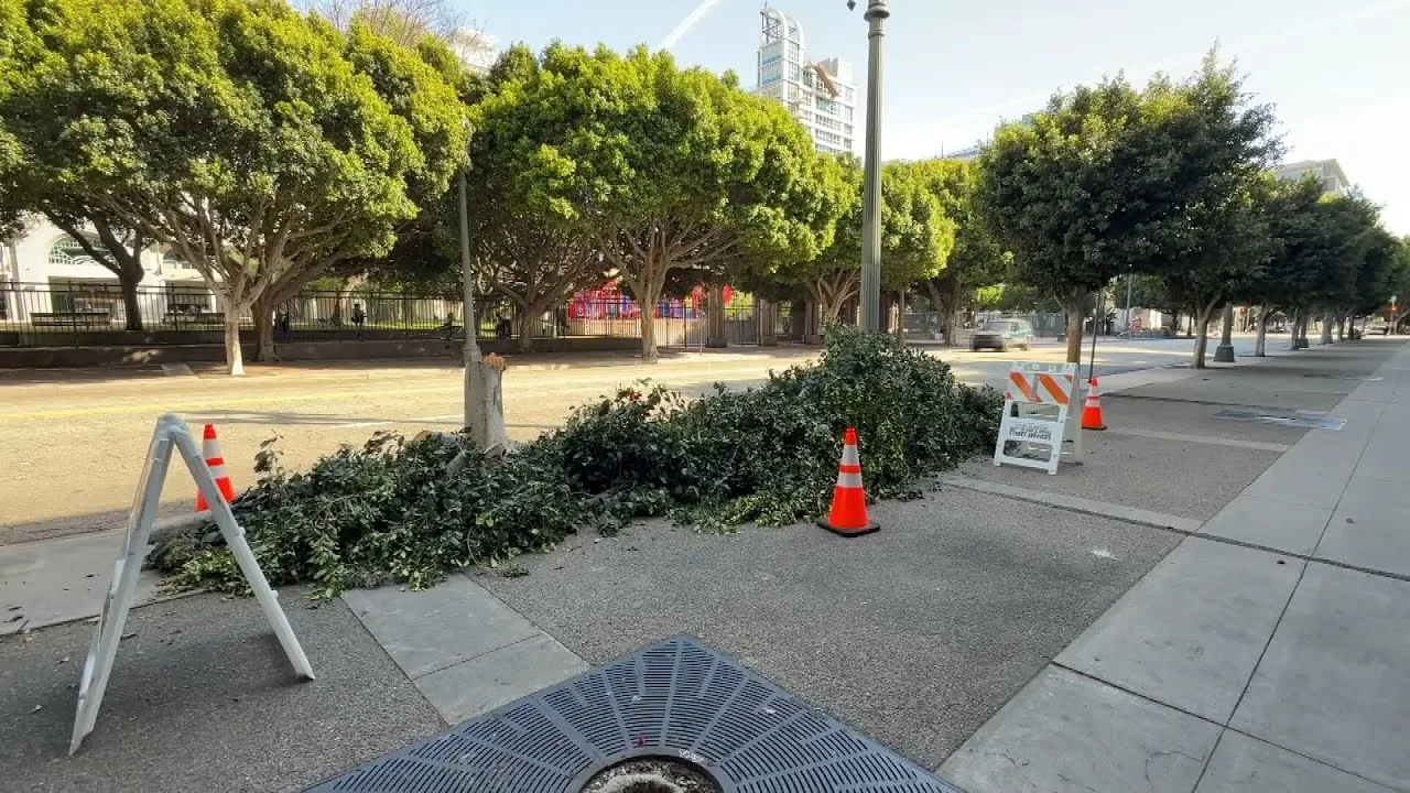 Who Chopped Down Dozens of Trees in Downtown Los Angeles?