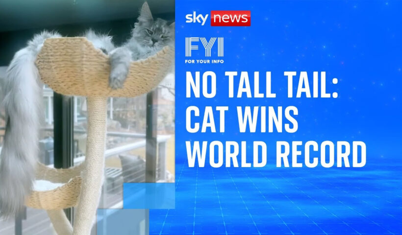 FYI: Cat wins world record